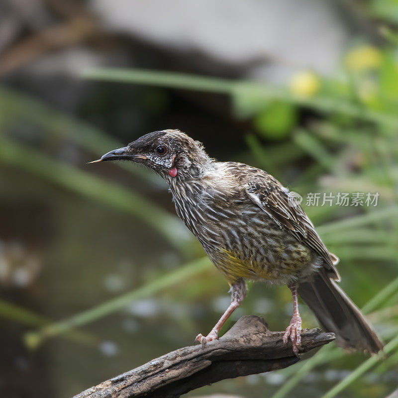 红Wattlebird (Anthochaera carunculata)